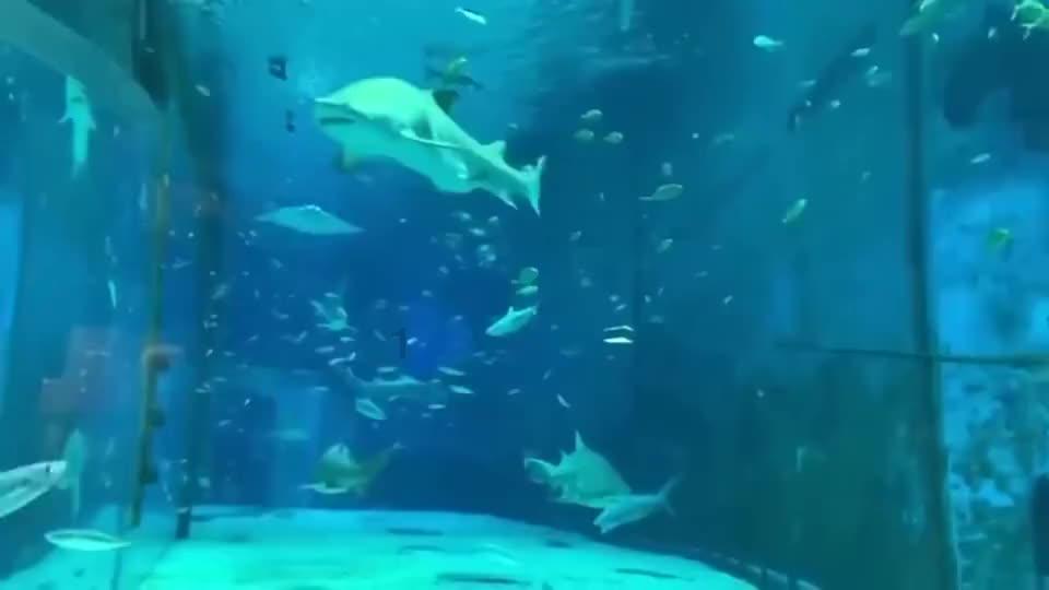 救援小老鼠